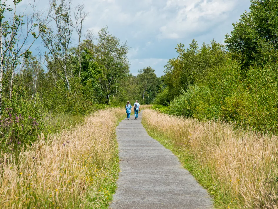 Zwei Wanderer auf einem geraden Weg zwischen hohem Gras und grünen Bäumen bei der Wanderroute De Peel.