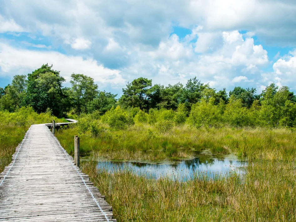 Knuppelbrug Peel Moeras
