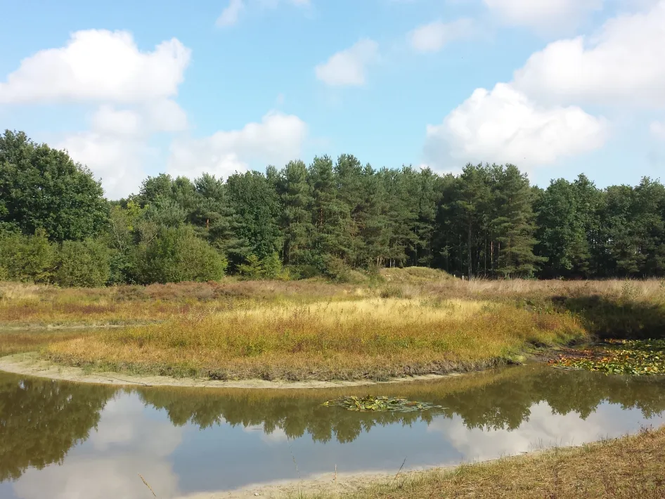 Rustig natuurgebied met een meanderende waterplas, riet en graslanden, omringd door een bosrand onder een blauwe lucht met wolken.