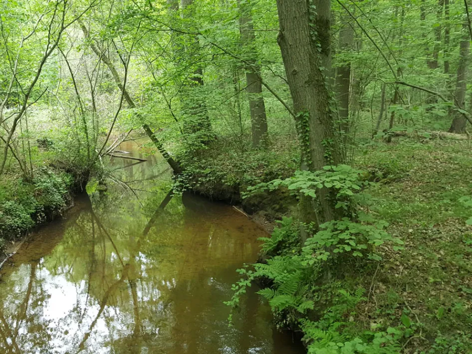Beleef de lente door langs deze beek in het bos te wandelen.