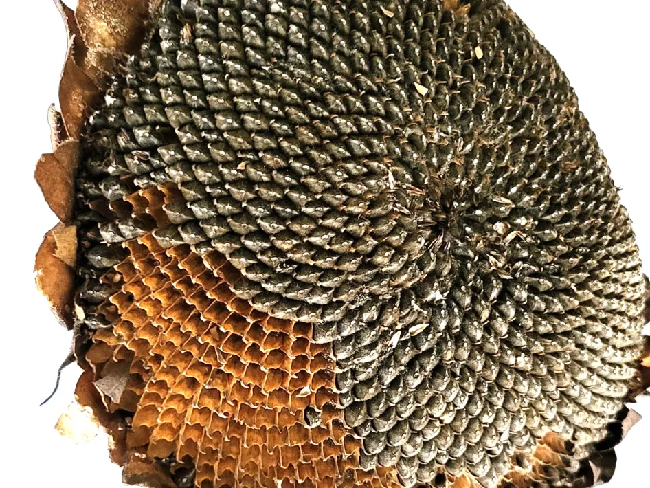 Geometrie in de natuur bloem