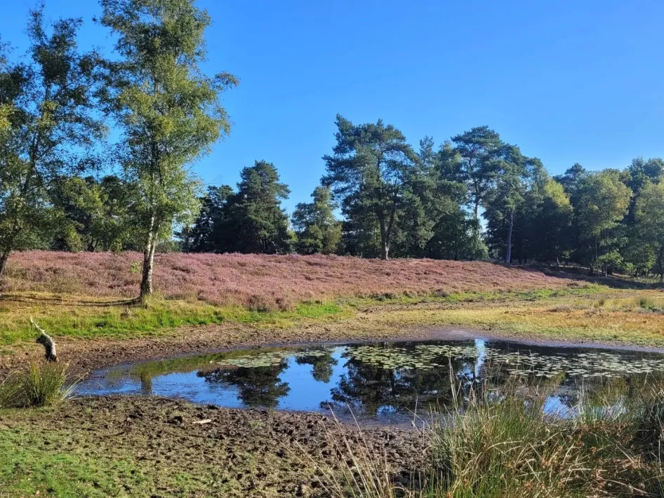 Heide, bos en ven in Exatenbosch tijdens de excursie De levende geschiedenis van Exatenbosch