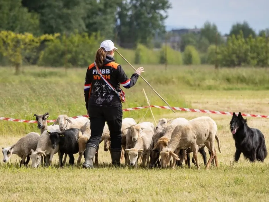 Vrouw en hond hoeden schapen