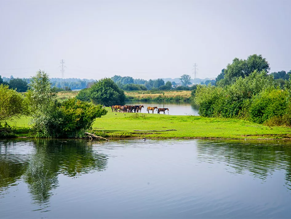 Natuur Asseltse Plassen