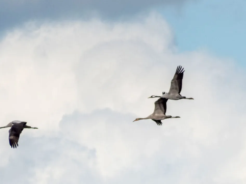 Beleef de trekvogels in nationaal park de groote peel