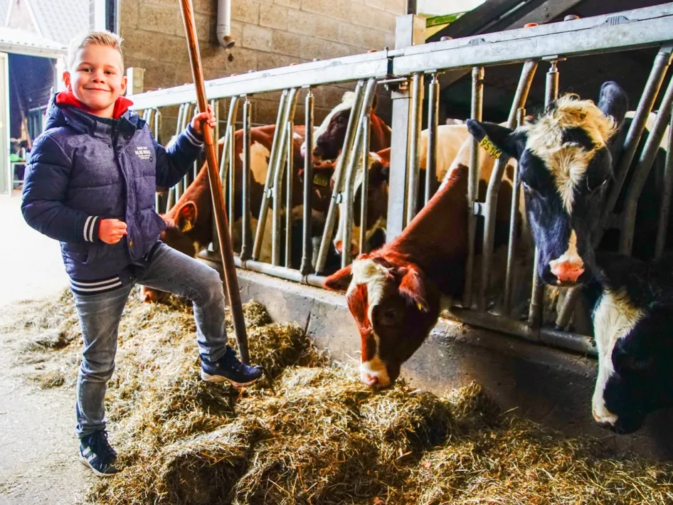 Junge führt Kühe in den Stall während einer Kinderparty auf dem Bauernhof.