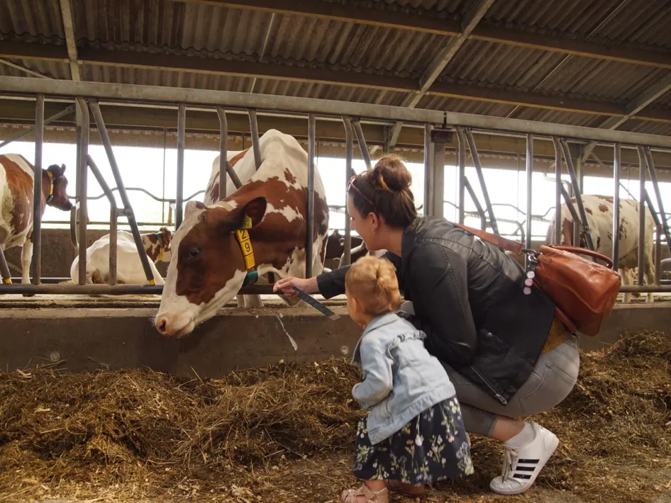 Mother and child petting a cow in the barn during the activity Experience Farm Life.