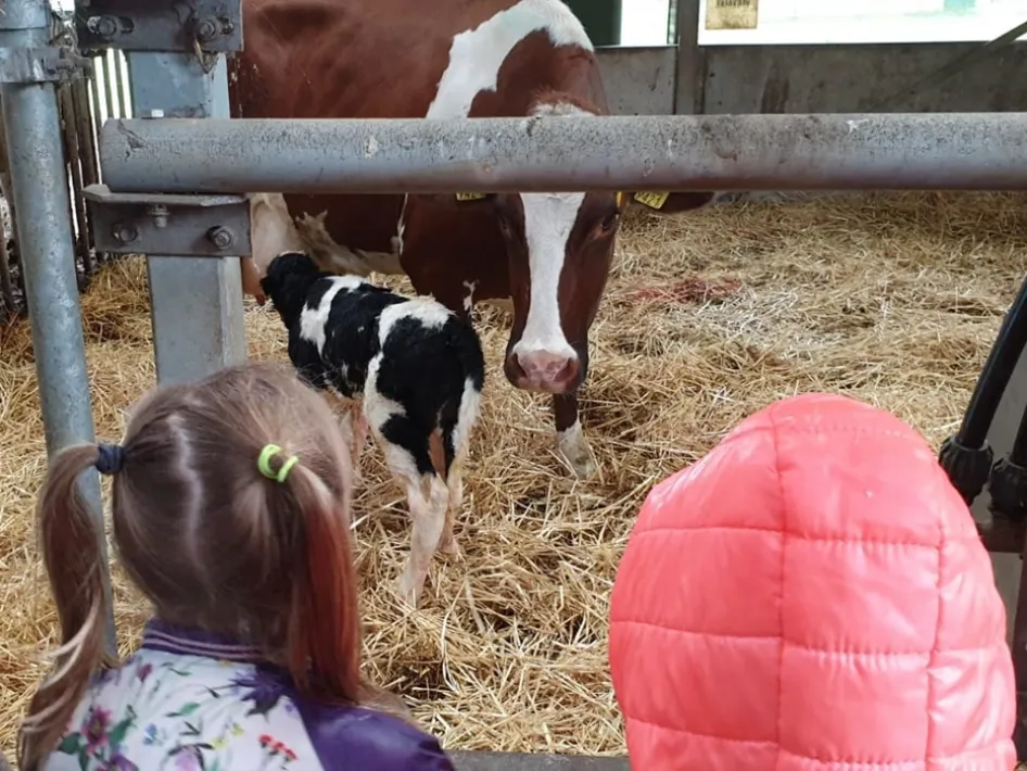 Two children watching a newborn calf with its mother in the straw.