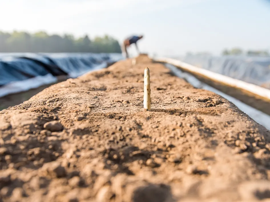 White asparagus just emerging from the sandy soil on a field in Leudal, with long growing beds in the background