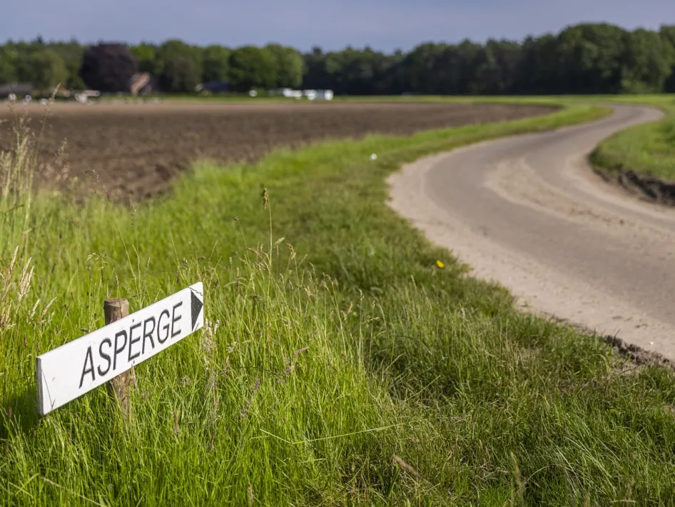 Holzwegweiser mit der Aufschrift „Spargel“ entlang einer ruhigen Landstraße, umgeben von grünen Wiesen und Feldern