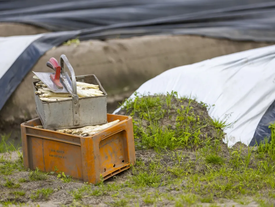 Krat met geoogste witte asperges en gereedschap op een aspergeveld met afgedekte ruggen bij Aspergeboerderij Oppe Haes