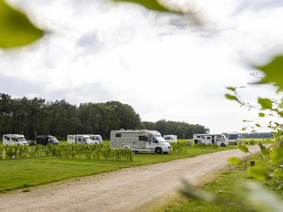 Camper pitches on a grassy field along a sandy path at Asparagus farm Oppe Haes with a row of trees in the background