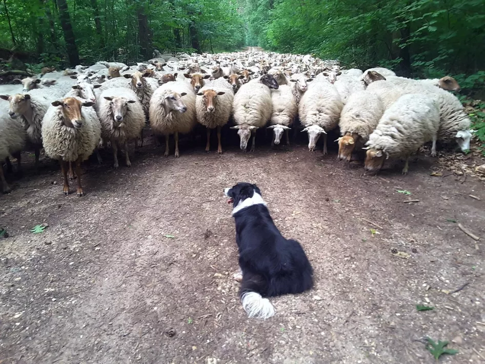 Bordercollie houdt een kudde schapen in bedwang tijdens een demonstratie bij de Beatrixhoeve in Roermond.