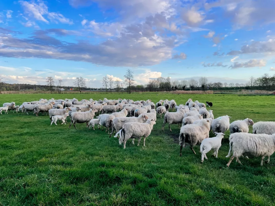 Grote kudde schapen graast op een open veld bij de Beatrixhoeve, met een herdershond die de schapen begeleidt.
