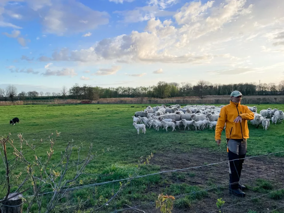 Schaapsherder geeft uitleg over zijn werk terwijl hij bij zijn kudde staat bij de Beatrixhoeve in Roermond.