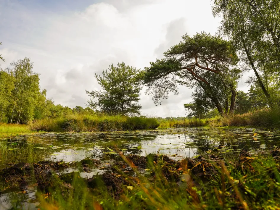 Een rustiek vennetje omringd door groen op de Beegder Sagenroute, met waterlelies en bomen die weerspiegelen in het water.