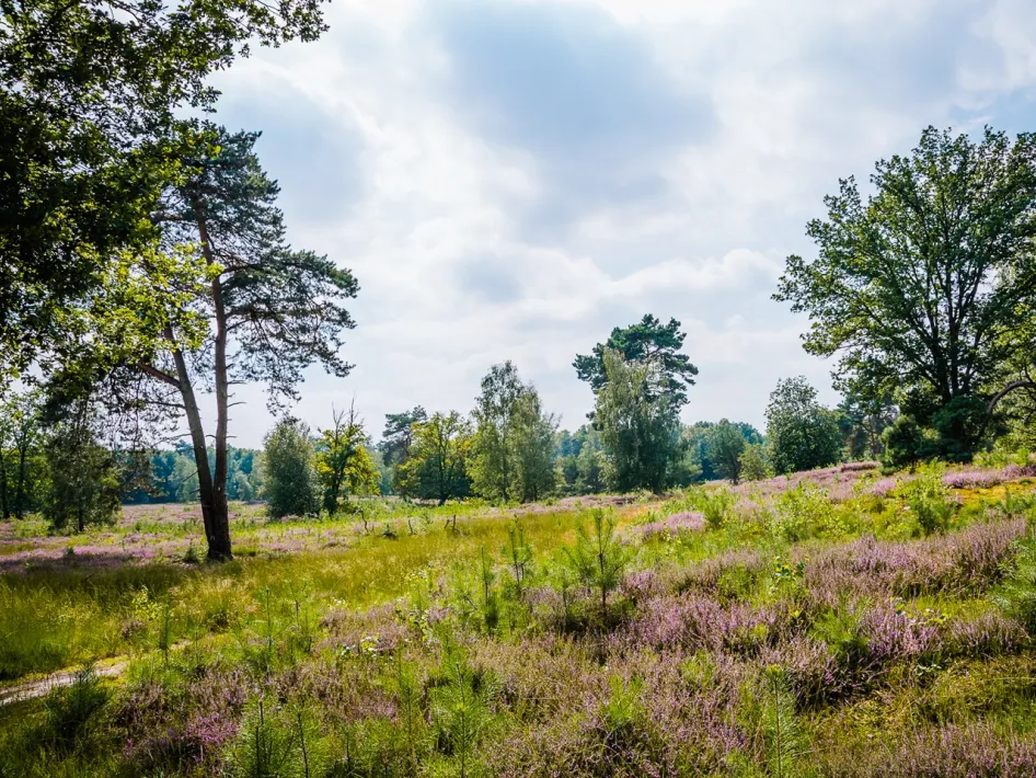 A vast heath landscape on Beegderheide, with flowering purple heather and tall trees under a slightly cloudy sky.