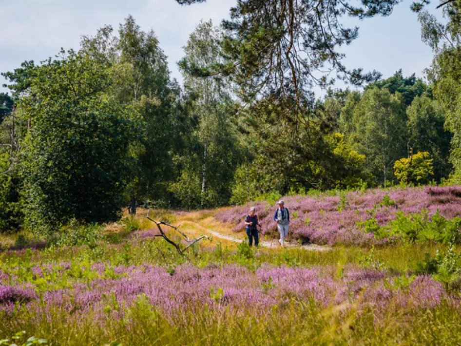man en vrouw wandelen op de Beegderheide