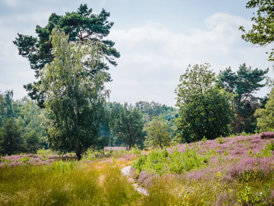 Natuur Beegderheide