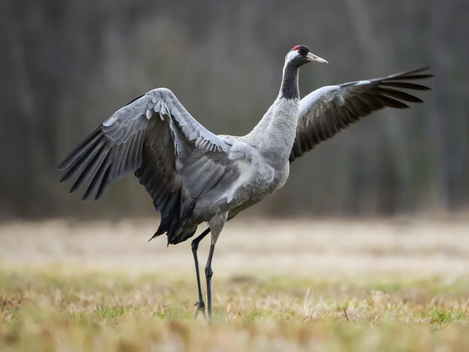 Kraanvogel met gespreide vleugels in een open natuurgebied.