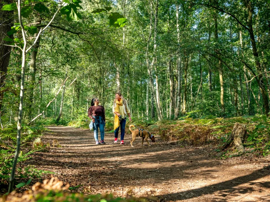 Two women walk a dog along a wide forest path in a green, sunny natural area.