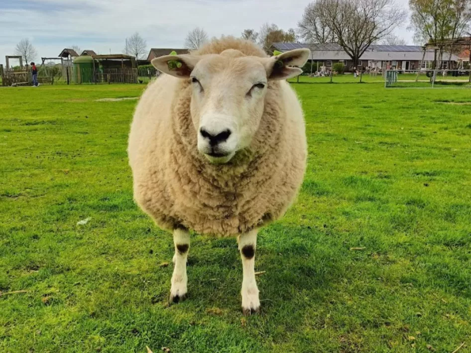 Schaap die kijkt in de camera 