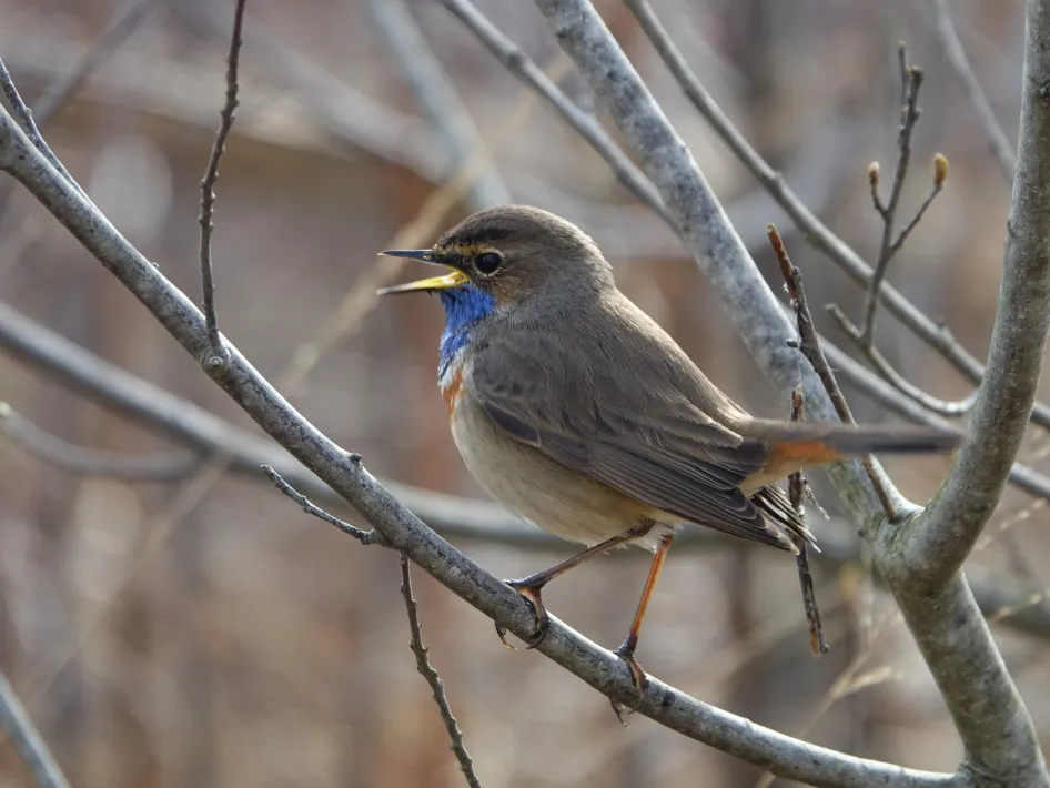 vogeltje zit op tak tijdens vogelexcursie