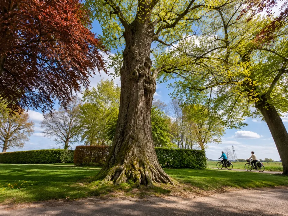 Bomenfietstocht in het Leudal met een monumentale boom langs de fietsroute en twee fietsers in het landschap.