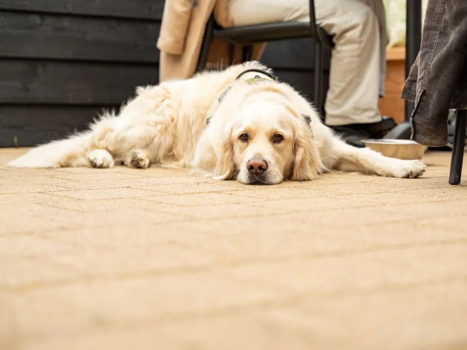Labrador liegt entspannt auf dem Boden neben einem Tisch auf der Terrasse des Boscafé de Grens.