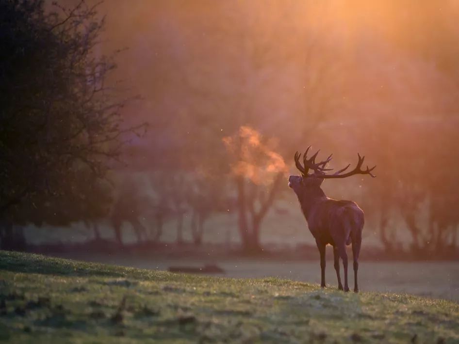 Edelhirsch im Weerterbos an einem nebligen Herbstmorgen während der Brunftzeit