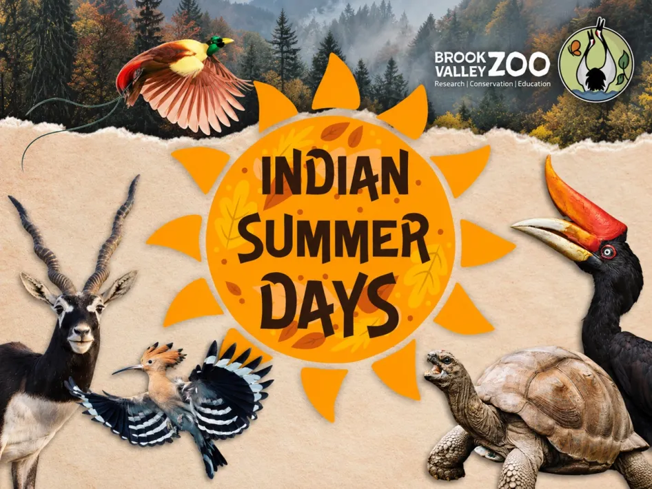 Promotiebeeld voor de Indian Summer Days bij Brook Valley Zoo, met verschillende dieren, herfstkleuren en het logo van de dierentuin.