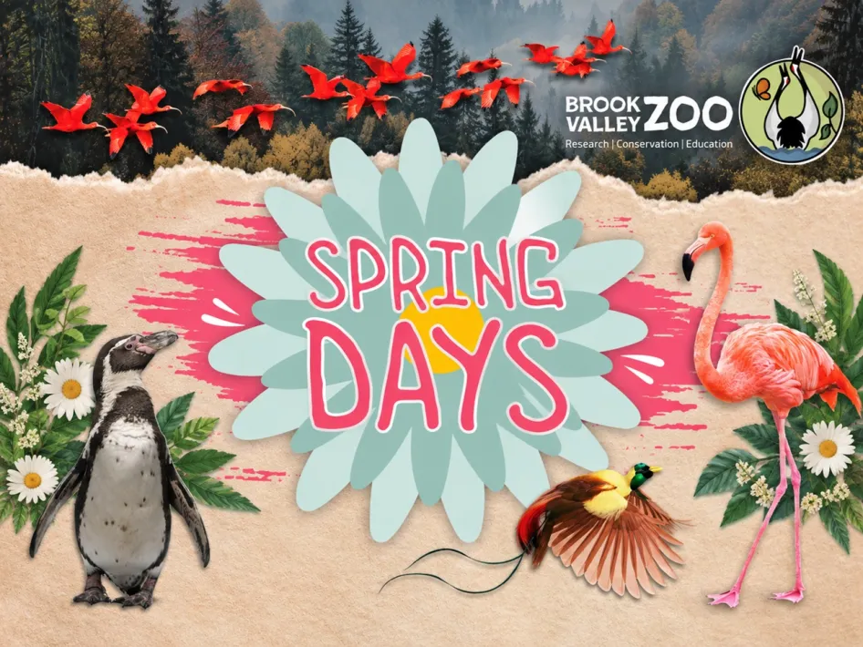 Promotiebeeld voor Spring Days bij Brook Valley Zoo, met een pinguïn, flamingo, paradijsvogel, rode vogels, bloemen en het logo van de dierentuin.