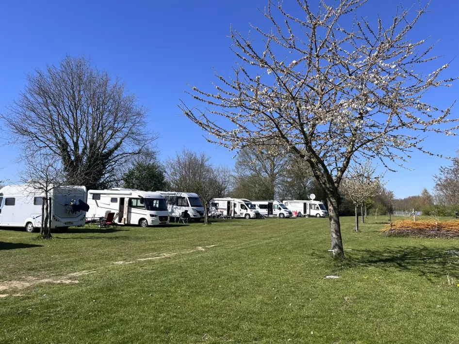 Camperplaats Ittervoort met meerdere campers op een ruim grasveld tussen bloeiende bomen.