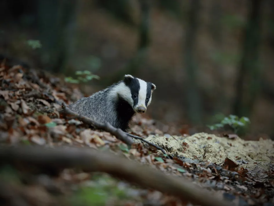 Walking trail De Meinweg - Luzenkamproute