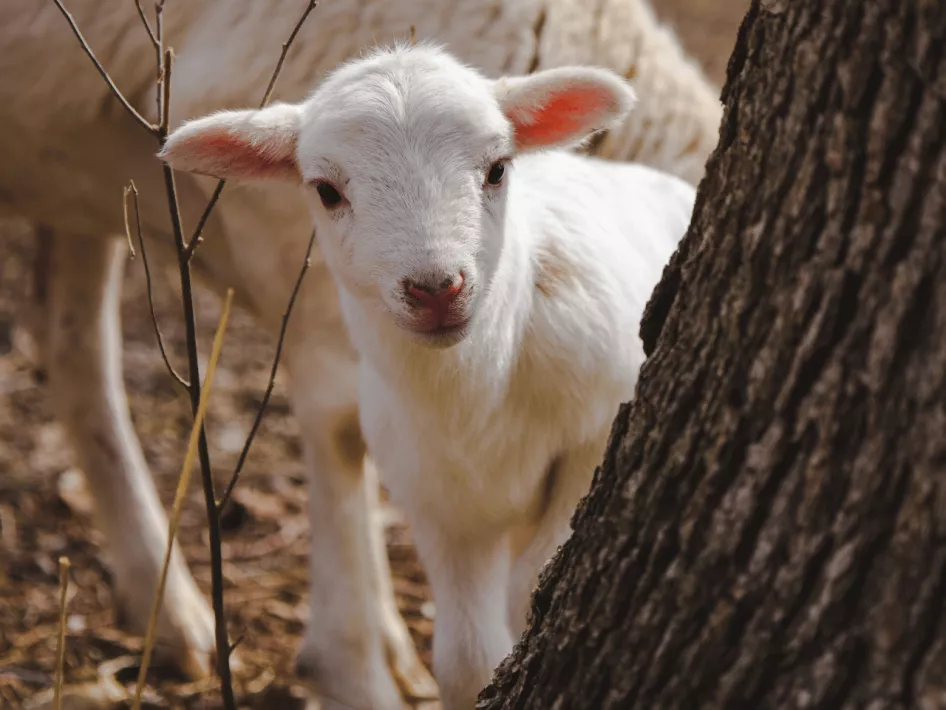 De Boer Op - Dorpen en buitengebied lammetje