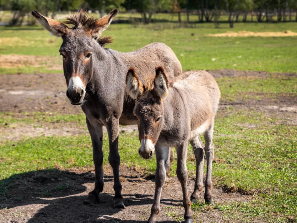 Off to the Countryside: Farmers of the Peel Donkeys
