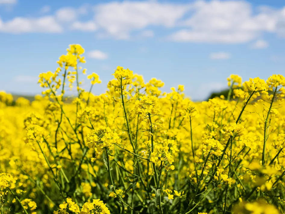 Off to the Countryside: Farmers of the Peel rapeseed flowers