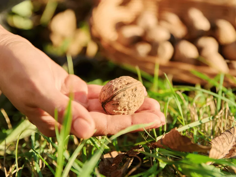 De Boer Op - Dorpen en buitengebied notenboom 