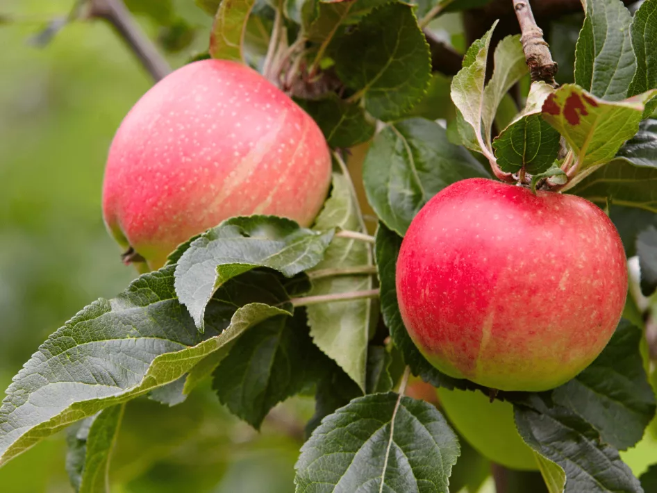 De Boer Op - Langs de oevers appels