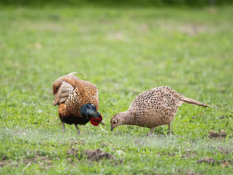 De Boer Op - Langs de oevers fazantenkoppel