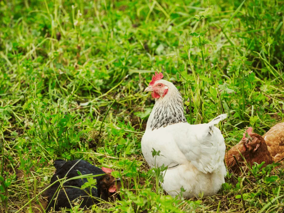 De Boer Op - Tussen Heibloem en Helden kippen
