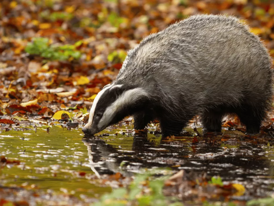 De Boer Op - Tussen Heibloem en Helden das