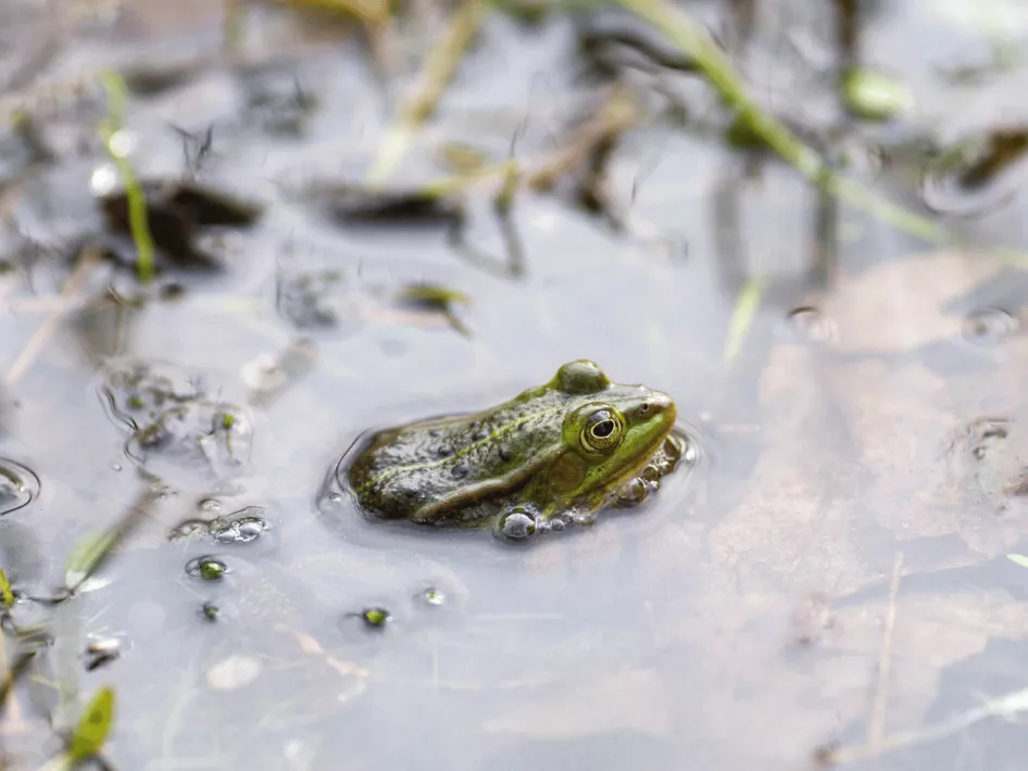 De Boer Op: Langs Beken en Hei paddepoel