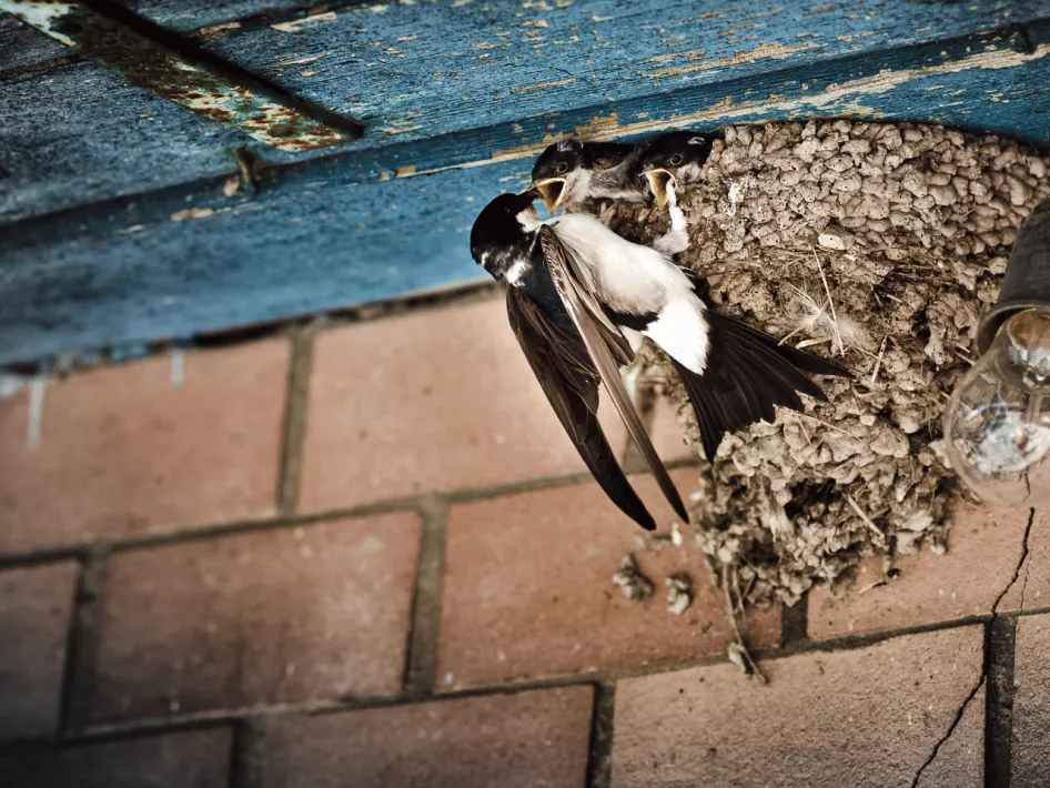 De Boer Op- Leudal - Boeren zwaluw nest
