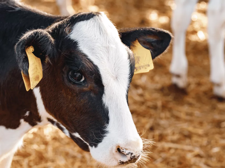 De Boer Op - Weerter Ommetje Kalfje