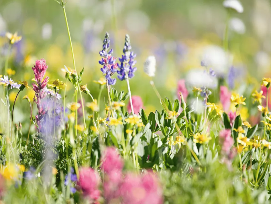 De Boer Op - Weerter Ommetje Wilde bloemen