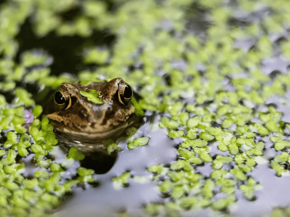 De Boer Op - Weerter Ommetje Paddenpoel