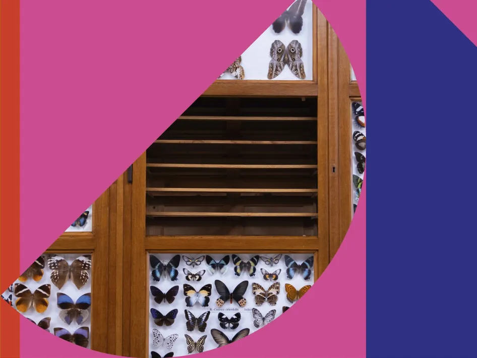 Detailfoto van een houten vitrinekast gevuld met vlinders in verschillende kleuren en patronen, omlijst door grafische vlakken in paars, roze en blauw.