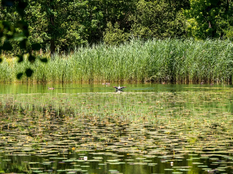 The little pond where the geese stay is also visited during the walking route - IJzeren Man route black