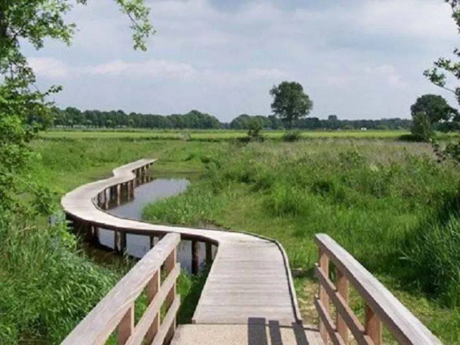 Een knuppelbrug in natuurgebied de Krang bij Weert
